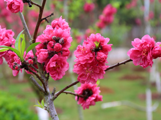 百草芊芊兮 桃之夭夭